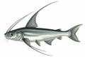 Gafftopsail Catfish illustration